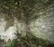 Cobblestone Corner Wall with ivy vines