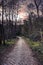 Cobblestone pathway through a deep forest environment at sunset. Empty copy space