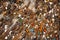 Cobblestone pavement, different stones and colorful glass, close up