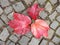 Cobblestone paving footpath with autumn dry colorful leaves, granite cobbles