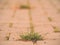 Cobblestone paving footpath with a bunch of grass, concrete cobbles. Texture of old stone path