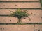 Cobblestone paving footpath with a bunch of grass, concrete cobbles. Texture of old stone path