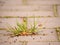 Cobblestone paving footpath with a bunch of grass, concrete cobbles. Texture of old stone path