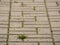 Cobblestone paving footpath with a bunch of grass, concrete cobbles. Texture of old stone path