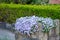 A Cobblestone Planter Full of Small Hanging Flowers