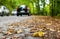 Cobblestone road at early autumn in the deciduous woods, passing cars in the background