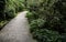 Cobblestone road in the forest