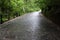 Cobblestoned alley in the forest