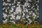 Cobblestones wall with climbing ivy and blooming yellow flowers