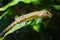 Cobitis taenia, weather spined loach, wide-spread little freshwater fish in European nature aquarium rest on a leaf