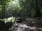 Cobo da Galga nature park with path in beautiful mysterious Laurel forest, laurisilva in the northern part of La Palma