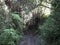 Cobo da Galga nature park with path in beautiful mysterious Laurel forest, laurisilva in the northern part of La Palma