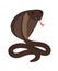 Cobra. Brown poisonous cobra snake attack position vector illustration on white