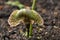 Cobra Lily, Native to eastern Himalayas