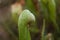 Cobra plant a meat eating or carnivorous plant