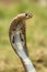 Cobra Snake Closeup