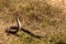 Cobra snake on grass field
