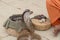 Cobras of snake charmer on the ghat