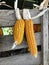 Cobs of corn drying in the open air. Connected with each other glumes. Hang on a wooden box and a tight rope. Crops harvested from