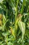 Cobs of fresh green ripening corn with grains