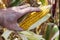 Cobs of juicy ripe corn in the field close-up. A man\'s hand checks the corn.