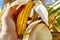 Cobs of juicy ripe corn in the field close-up. A man\'s hand checks the corn.