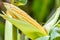 Cobs of juicy ripe corn in the field close-up. The most important agricultural crop in the world. Corn harvesting. Growing food. A