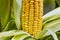 Cobs of juicy ripe corn in the field close-up. The most important agricultural crop in the world. Corn harvesting. Growing food. A