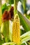 Cobs of juicy ripe corn in the field close-up. The most important agricultural crop in the world. Corn harvesting. Growing food. A