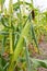 Cobs young sweet corn closeup