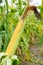 Cobs young sweet corn closeup