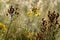 Cobweb in dew drops in the field at dawn. Spider web with water drops between the dry Hypericum plants