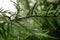 Cobweb with dew drops on a spruce branch