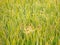 A Cobweb with Dewdrops over Green Grass