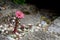 Cobweb house leek, Sempervivum arachnoideum, pink flower. Copy space.