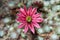 Cobweb house leek, Sempervivum arachnoideum, single pink flower. Overhead.