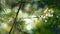 Cobweb on pine needles swaying in close up sunshine autumn rainforest outdoors.