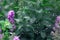 Cobweb and pink flowers