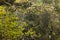 Cobweb with raindrops in forest