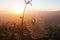 Cobweb of a spider against sunrise