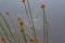 Cobweb, spider web with water drops hanging on a plant