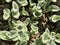 Cobweb spiderwort silver green plant Tradescantia Species, Cobweb Spiderwort, Hairy Wandering Jew, White Gossamer Plant, White