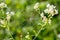 The cobweb is among the stems of white flowers in the woods in t