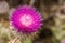 Cobweb Thistle Cirsium occidentale, California