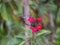 Cobweb Trapped by Red Flowers