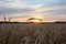 Cobweb on wheat shining in the sun