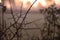 Cobwebs with dewdrop shortly after sunrise. Cobwebs are a small branch