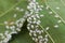 Coccidae on leaves