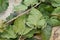 Coccidae on leaves