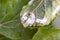 Coccidae on leaves